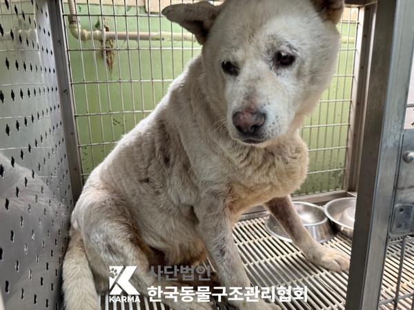 [개] 믹스견 경기-포천-2025-00485 유기동물 배경 이미지 입니다.